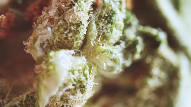 Macro shot of beautiful mj indica dominated kush bud with crystal trichomes. Medical marijuana. Herbals. Weed culture. Smoking concept.