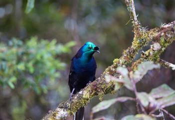 Beautiful Bird-of-paradise of New Guinea with long tail and beak aeting tropical fruit
