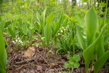 Blooming forest lily of the valley. Forest landscape.
