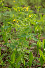Blooming celandine. Yellow flowers of forest plants.