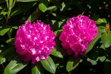 Pink rhododendron