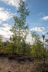 Forest landscape. Birches on the sand.
