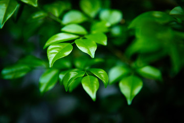 green leaf in color harmonic with background, fresness green nature