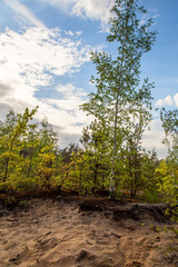 Forest landscape. Birches on the sand.
