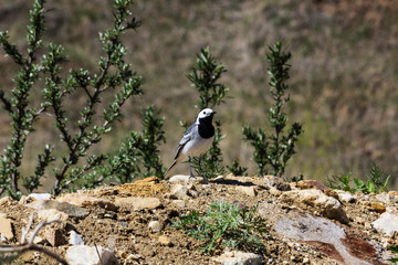 Image of a white wagtail bird Motacilla alba on a background of nature. Birds. Animal Selective focus photo. Early in the morning, the bird walks along the riverbank in search of food.