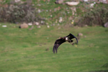 stork, bird, black, ciconia, nature, water, wildlife, beak, animal, europe, ciconia nigra, black stork, feather, wild, red, migrant, fauna, nigra, bill, summer, ornithology, park, beautiful, natural, 