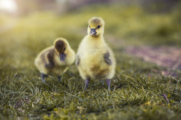 Cute gosling resting in a meadow grass. home farm