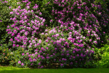 Obraz premium Pink rhododendron bush