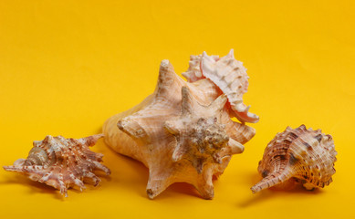 Seashells on a yellow background close-up.