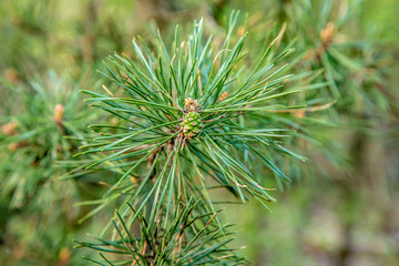 Young pine branches. A close-up.