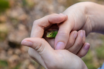 Green lizard in the hands of a girl.