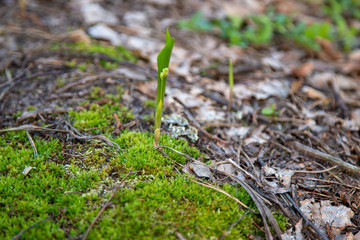 Lily of the valley young shoot breaking through moss.