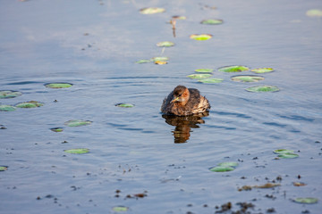 Little Grebe, Tachybaptus ruficollis, bird.