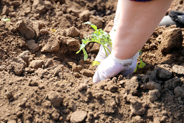 Planting tomatoes seedlings in the garden