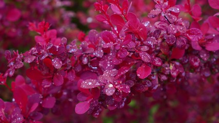 Obraz premium Barberry, red bush in the garden. Panning, Closeup, Shallow Depth of Field.