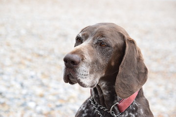 German Shorthaired Pointer - Frosty Brow