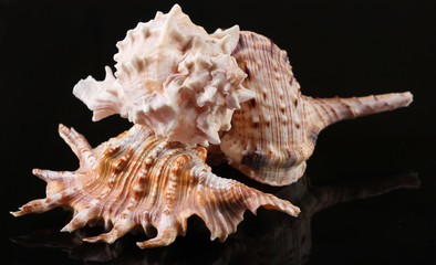 Seashells on a black background close up