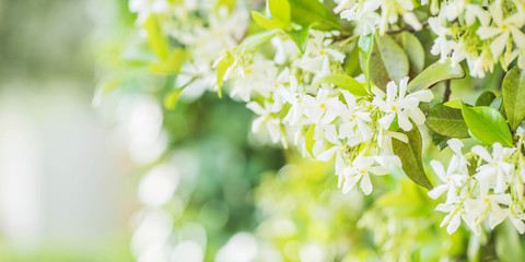 Fototapeta premium Sweetly scented white flowers of star jasmine or false jasmine climbing vine