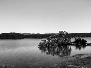 Fallen Ponderosa Pine Tree