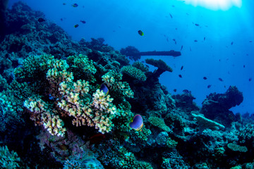 Naklejka na ściany i meble Scuba diving on the reef in Fiji