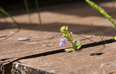 Flower between old brown planks