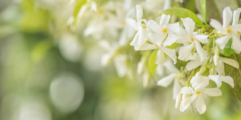 Sweetly scented white flowers of star jasmine or false jasmine climbing vine