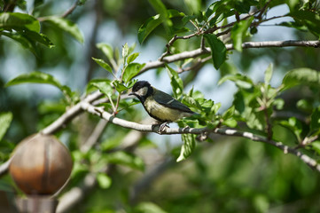 tit bird sits among branches, spring, village