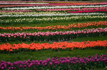 Fototapeta na wymiar Spring tulip fields in Holland, colorful flowers in Netherlands. Group of colorful tulips. Selective focus. Colorful tulips photo background.