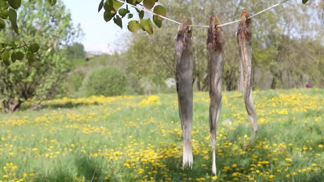 Three dried zander perch hanging on a rope between the trees. Processing of river fish. World Fisheries Day.