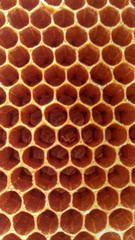 close-up of honey comb background