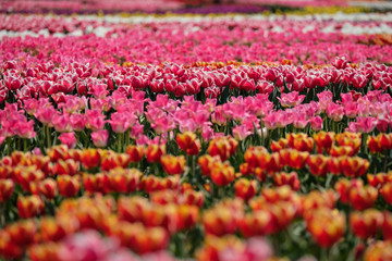 Spring tulip fields in Holland, colorful flowers in Netherlands. Group of colorful tulips. Selective focus. Colorful tulips photo background.