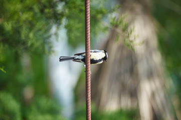 tit bird sits among branches, spring, village