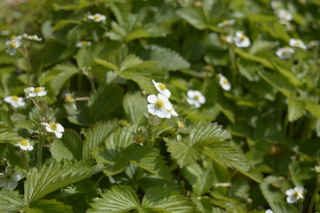 Closeup flowering wild strawberry known as Fragaria vesca with blurred background in spring garden