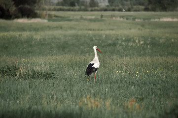 dult stork flies over an empty field, village