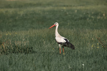 dult stork flies over an empty field, village