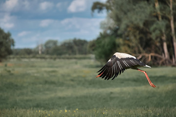 dult stork flies over an empty field, village