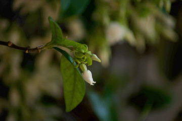 ittle Jasmine white flowers Jasminum officinale