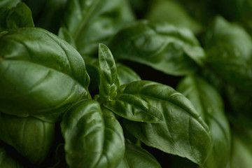 green basil leaves plant