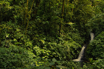 Fototapeta na wymiar 2 cascadas en la selva de costa rica, en medio de arboles y plantas de color verde.