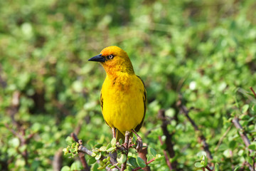 African Golden Weaver