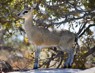 Dik-Dik