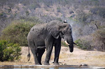 Fototapeta premium Elephant Spray