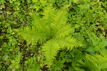 Naklejka na ściany i meble young green fern in the forest