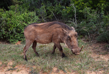Warthog