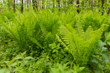 young green fern in the forest