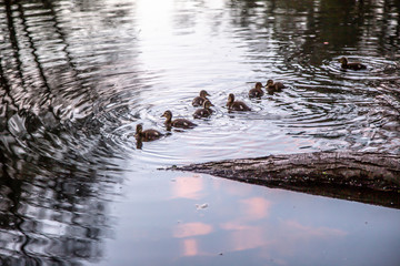 Duck with ducklings swim on the lake.