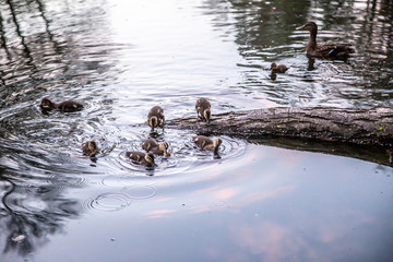 Duck with ducklings swim on the lake.