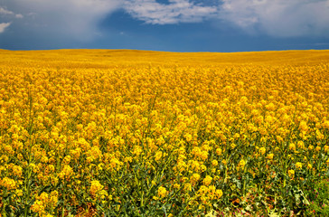 Fototapeta premium Beautiful landscape with blue sky and fresh yellow agricultural field