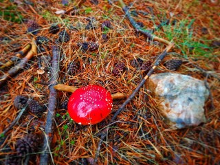 Mushroom at the mountain range of Madrid