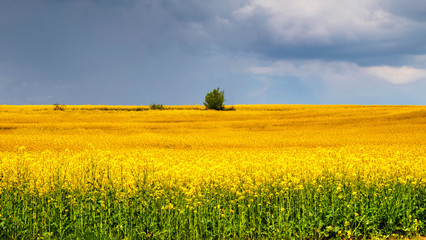 Beautiful landscape with blue sky and fresh yellow agricultural field